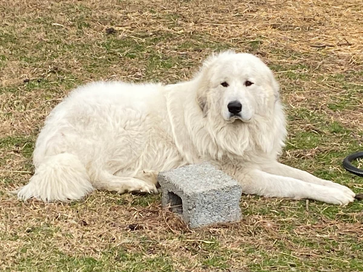 Great Pyrenees Puppies breeder image 23
