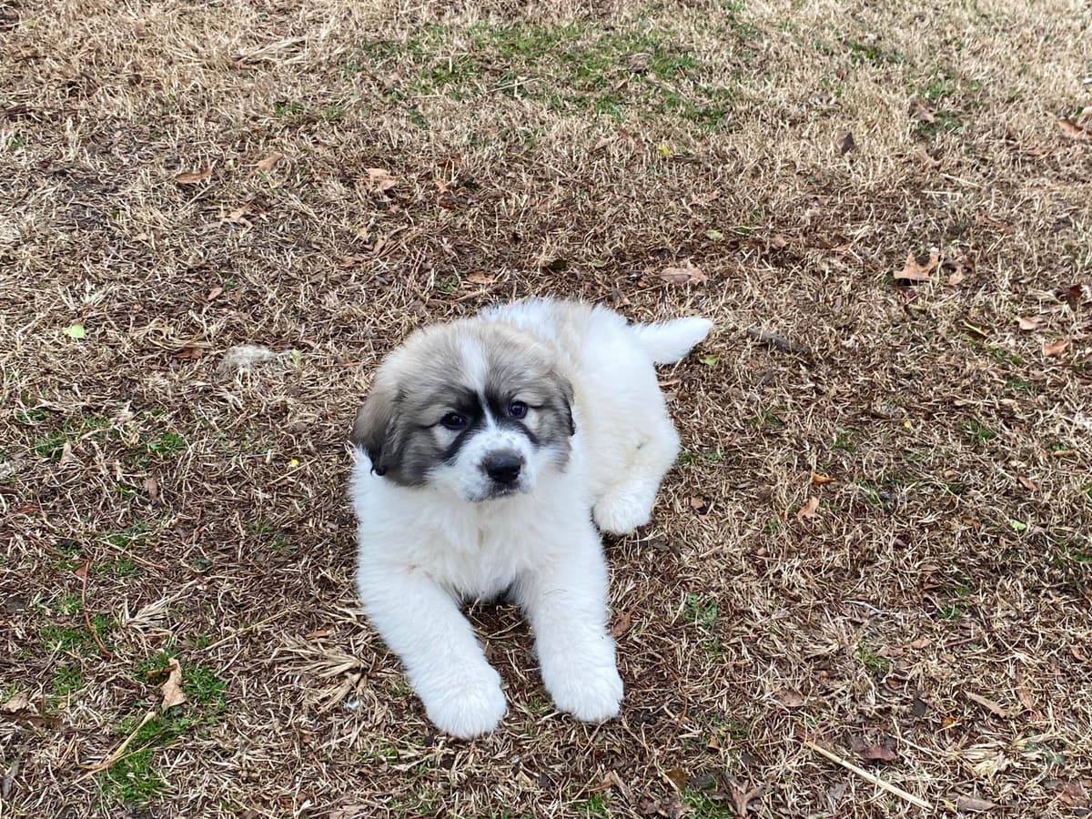 Great Pyrenees Puppies breeder image 24