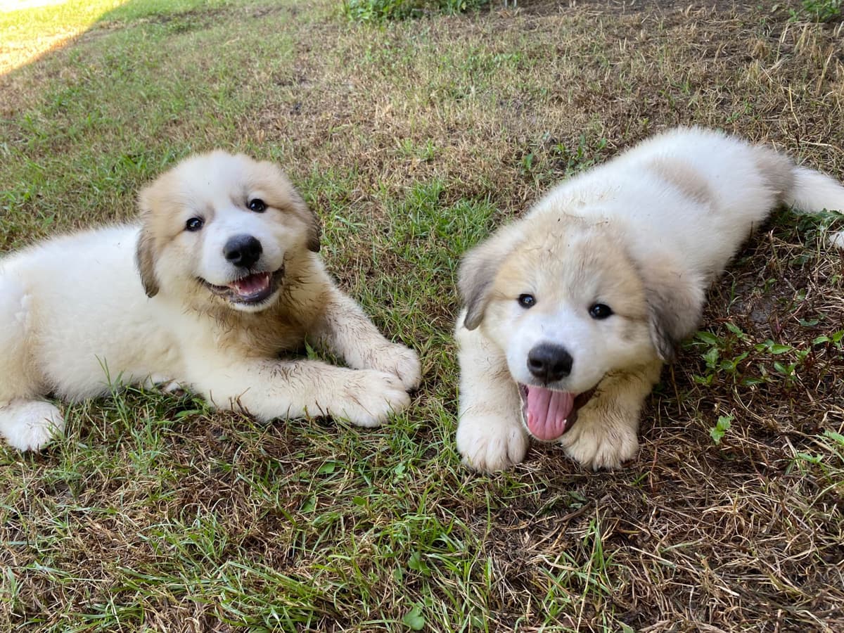 Great Pyrenees Puppies breeder image 1