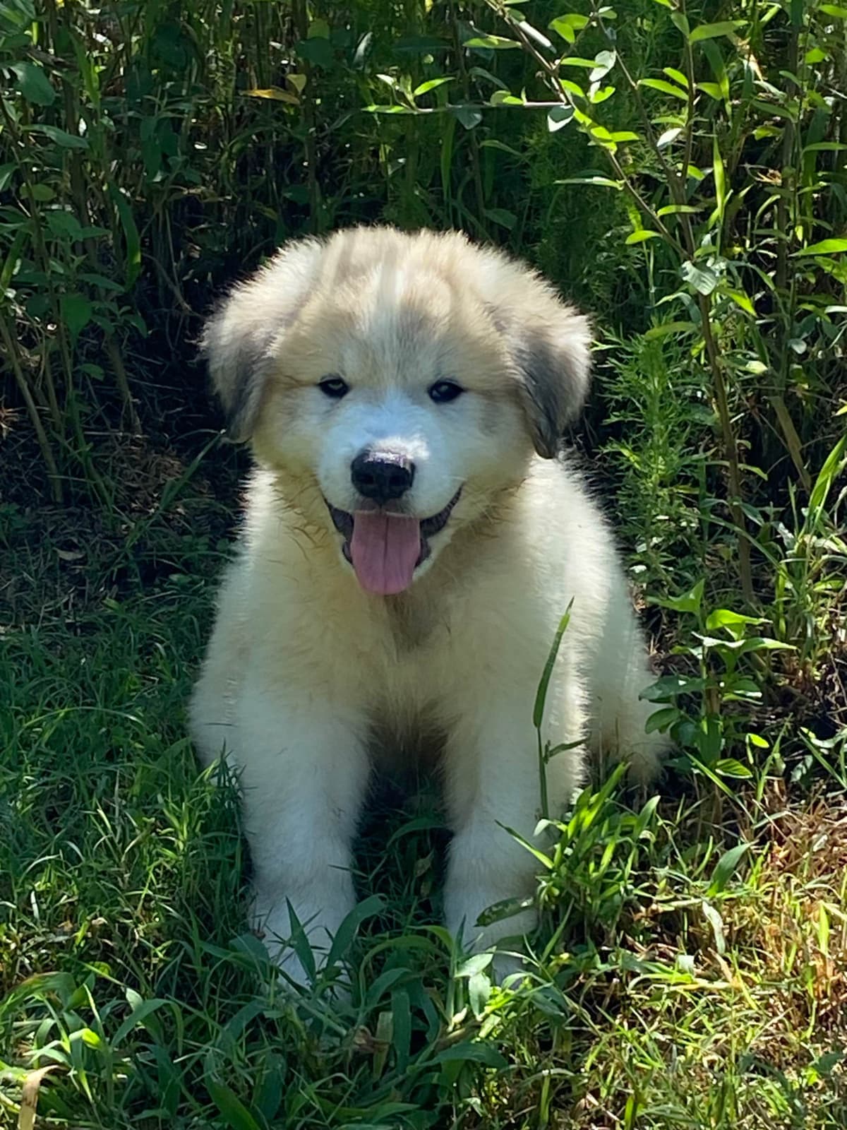 Great Pyrenees Puppies breeder image 25