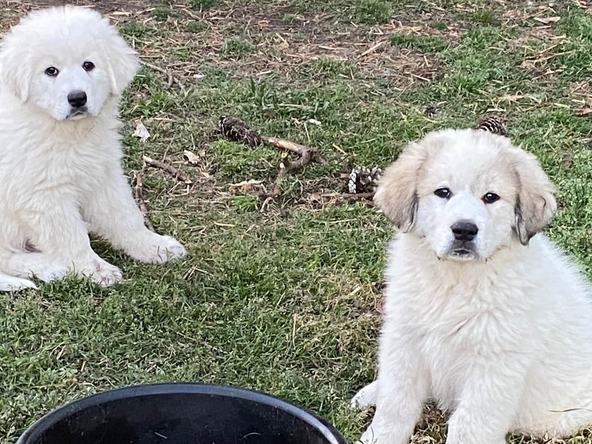 Great Pyrenees Puppies breeder image 26