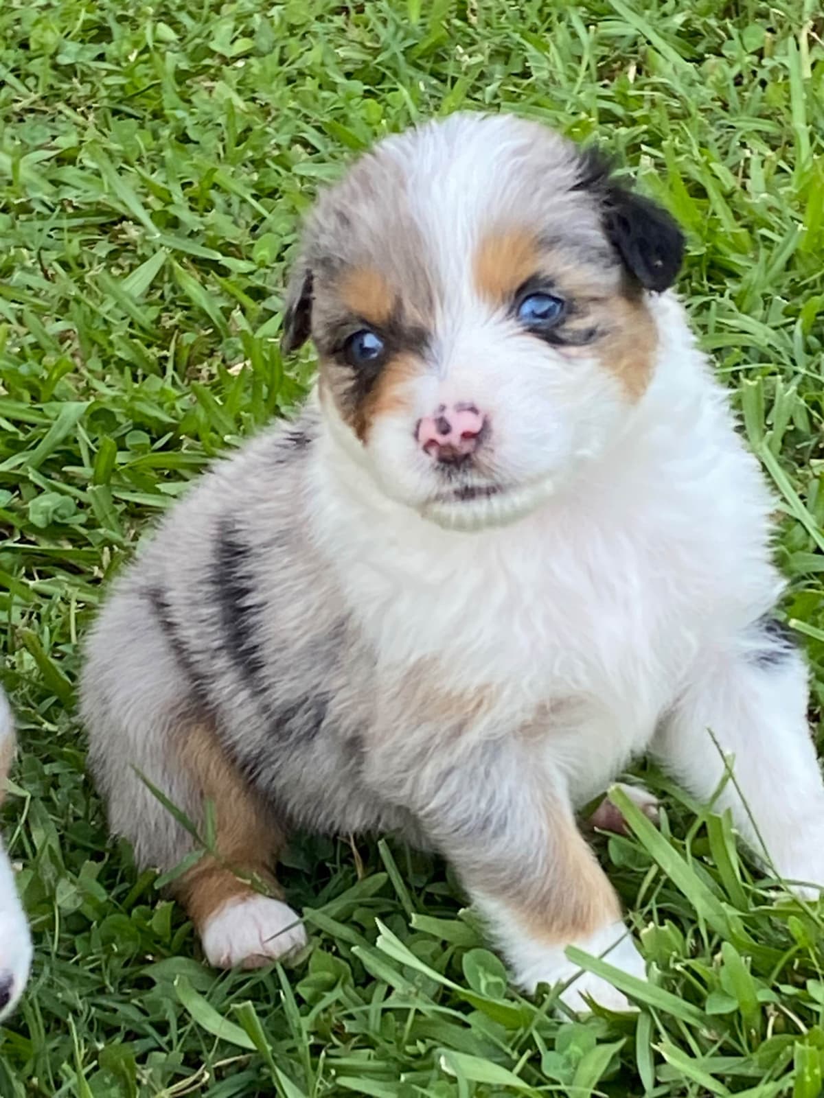Great Pyrenees Puppies breeder image 27