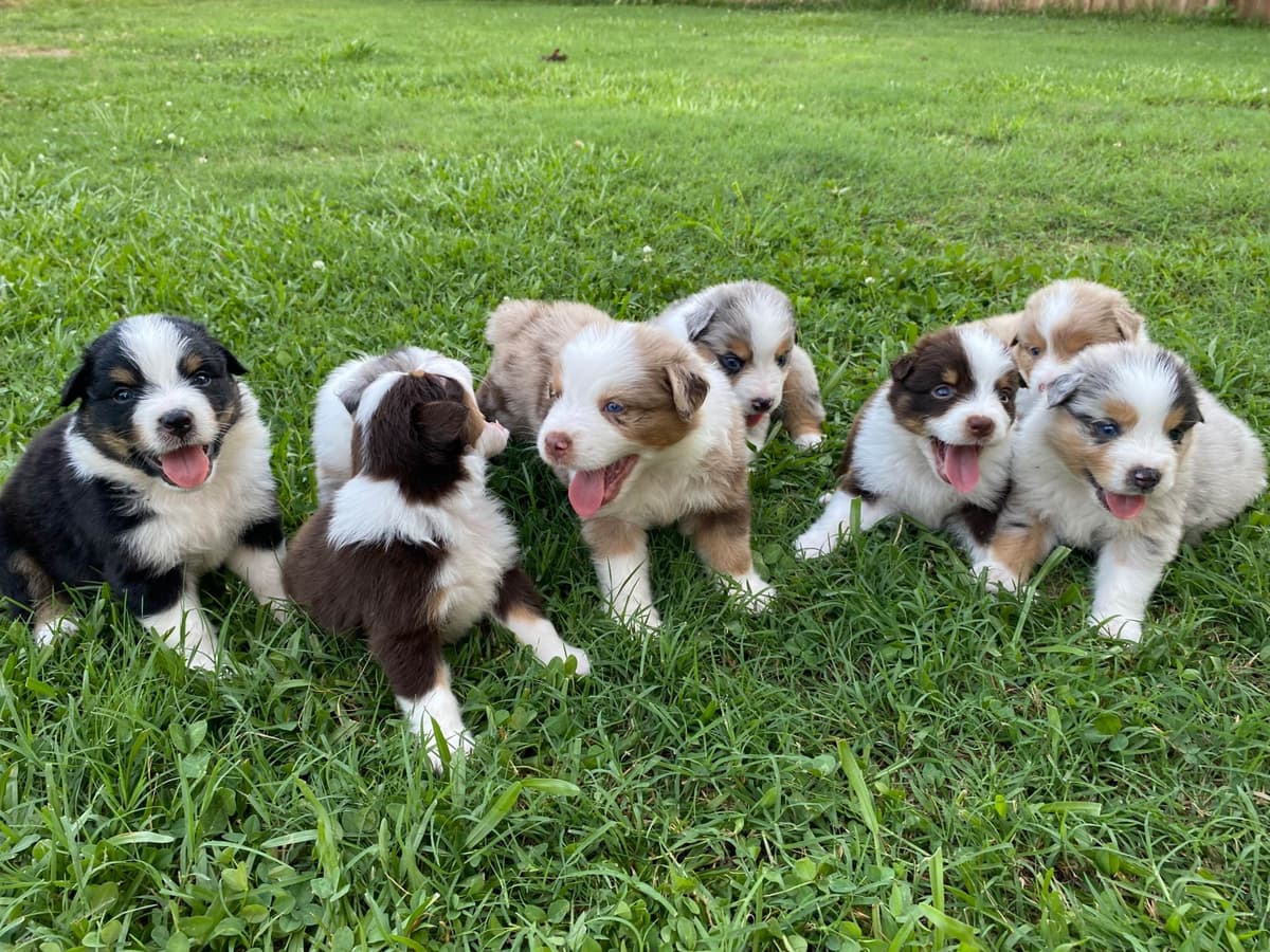 Great Pyrenees Puppies breeder image 28