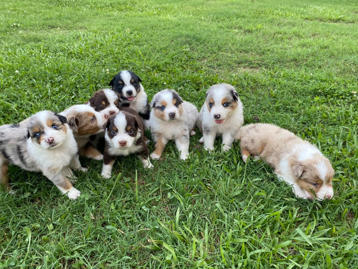 Great Pyrenees Puppies breeder image 29