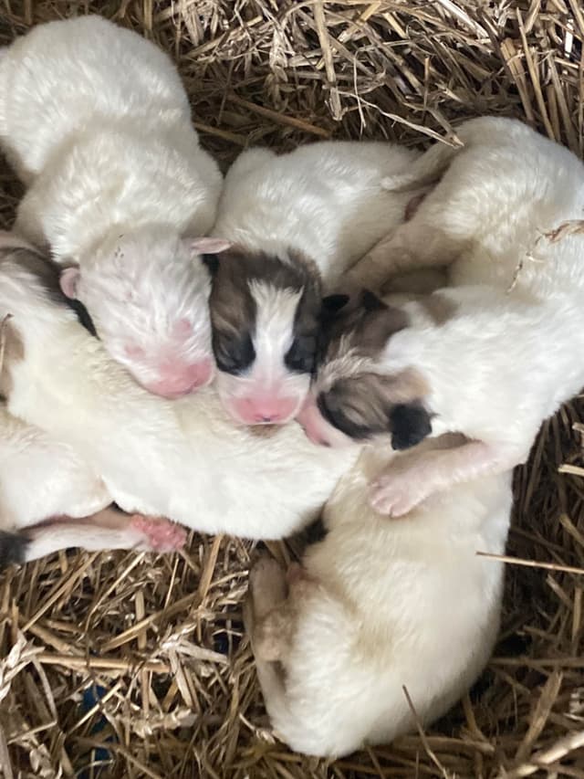 Great Pyrenees Puppies media 14