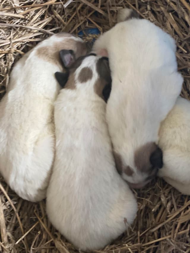 Great Pyrenees Puppies media 13