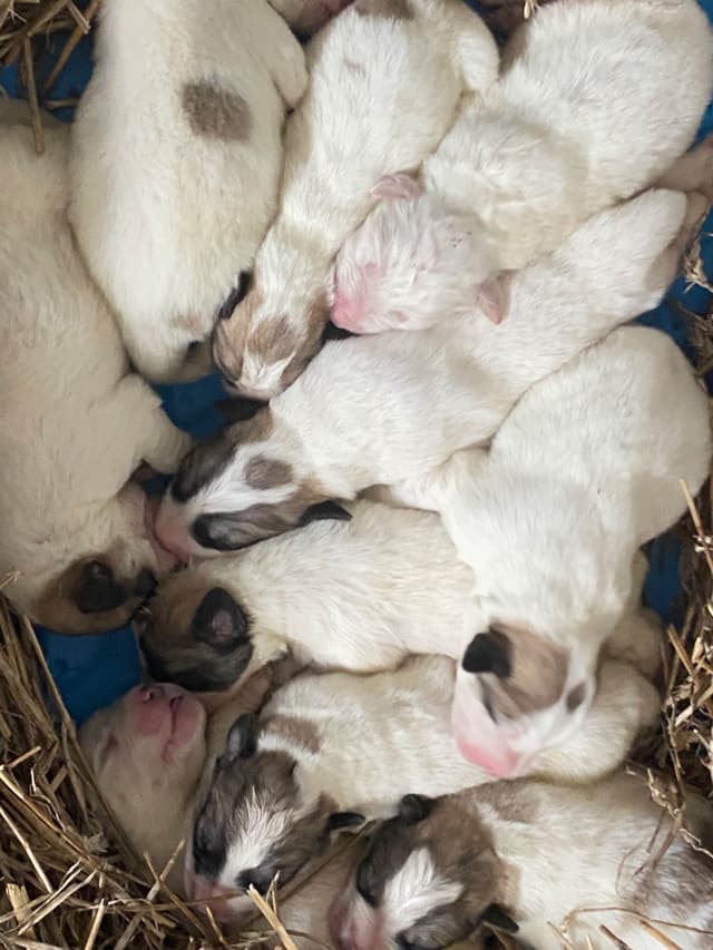 Great Pyrenees Puppies media 15