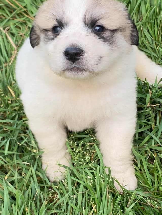 Great Pyrenees Puppies media 9