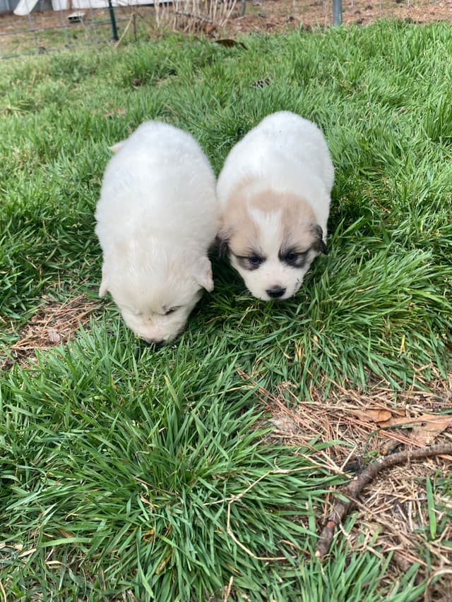 Great Pyrenees Puppies media 11