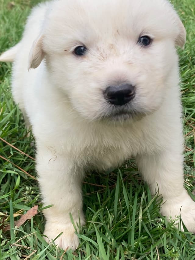 Great Pyrenees Puppies media 12