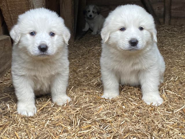 Great Pyrenees Puppies media 5