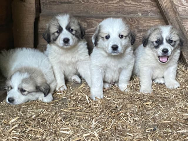 Great Pyrenees Puppies media 6
