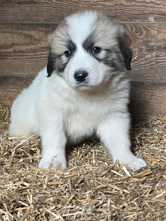 Great Pyrenees Puppies media 17