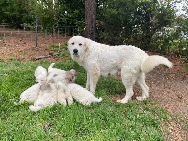 Great Pyrenees Puppies media 19