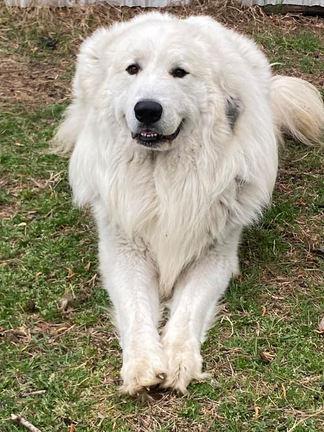 Great Pyrenees Puppies media 20