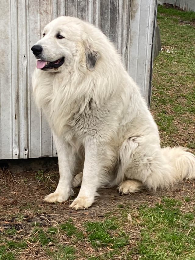 Great Pyrenees Puppies media 21