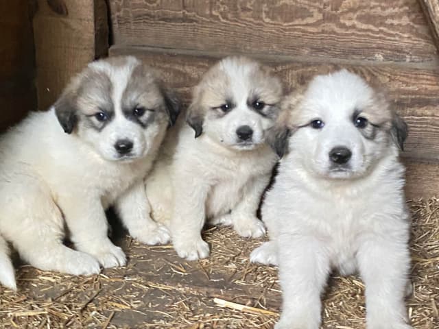 Great Pyrenees Puppies media 7