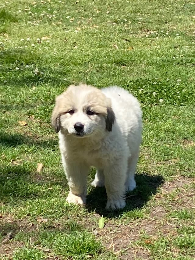 Great Pyrenees Puppies media 4