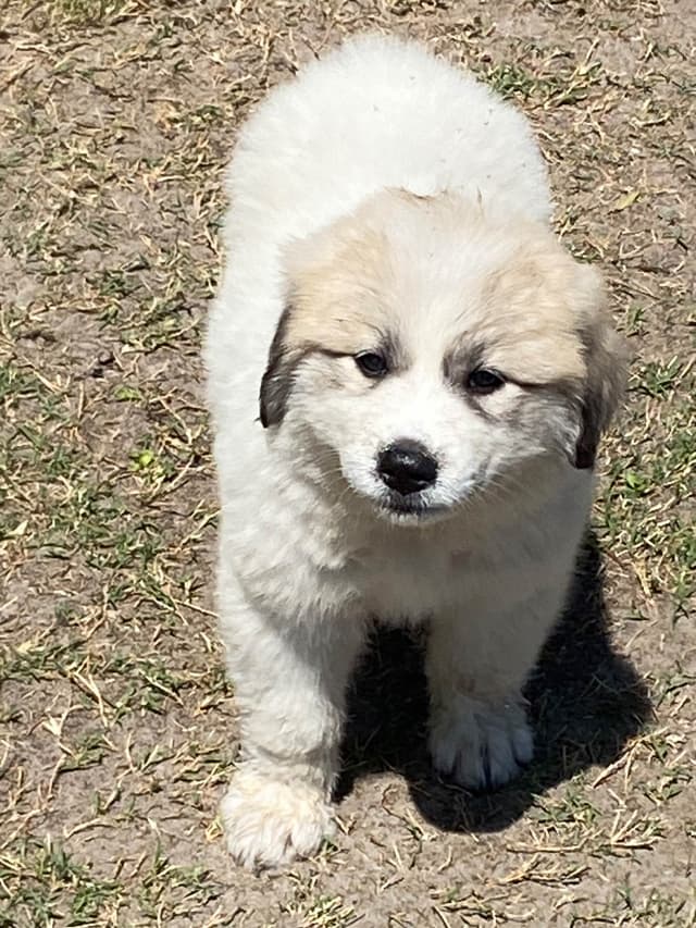 Great Pyrenees Puppies media 3