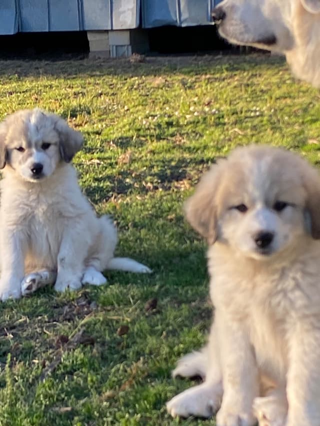 Great Pyrenees Puppies media 23