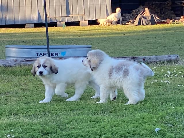 Great Pyrenees Puppies media 24