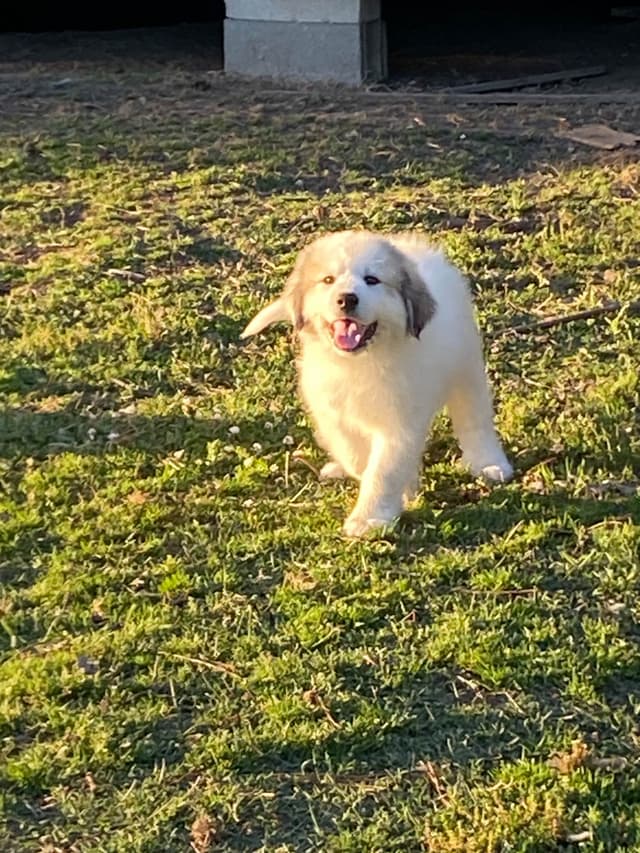 Great Pyrenees Puppies media 25