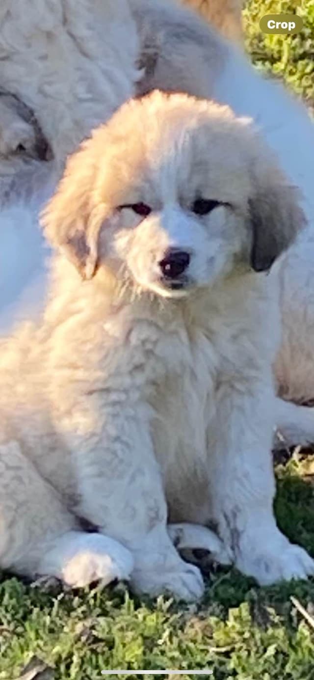 Great Pyrenees Puppies media 2