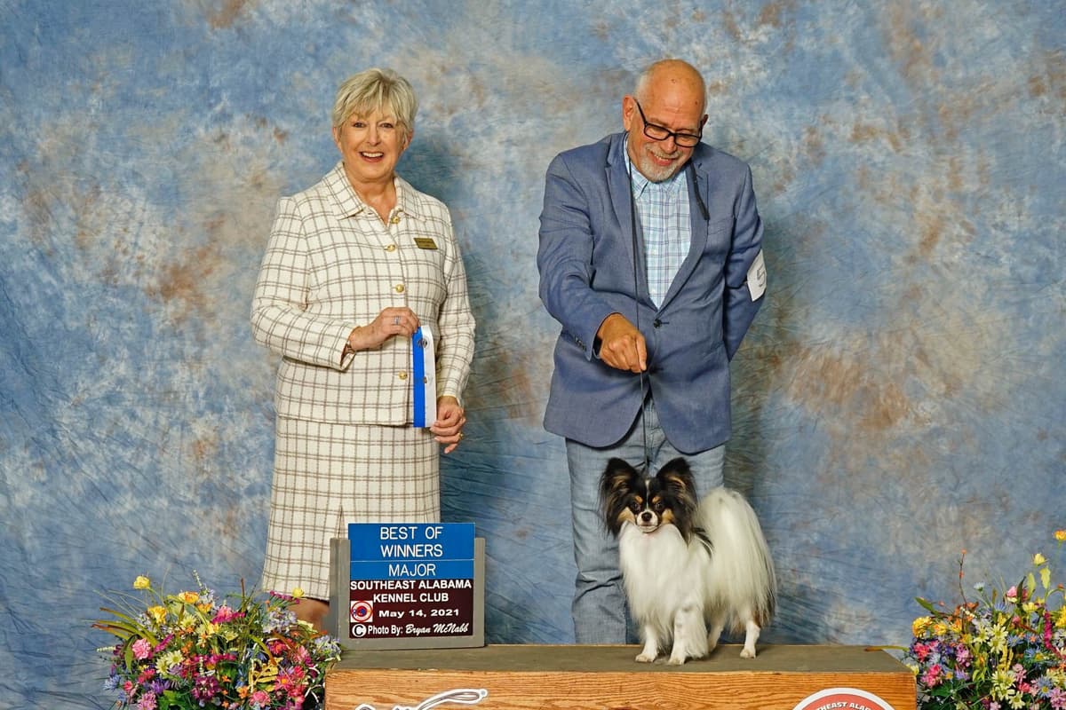 Papillon Puppies breeder image 10