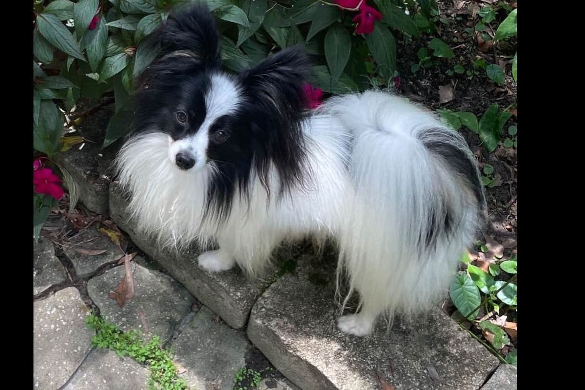 Papillon Puppies breeder image 12