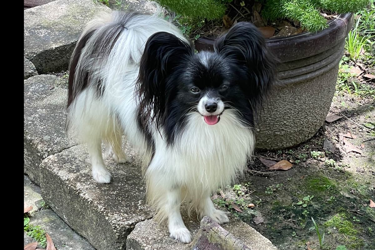 Papillon Puppies breeder image 15