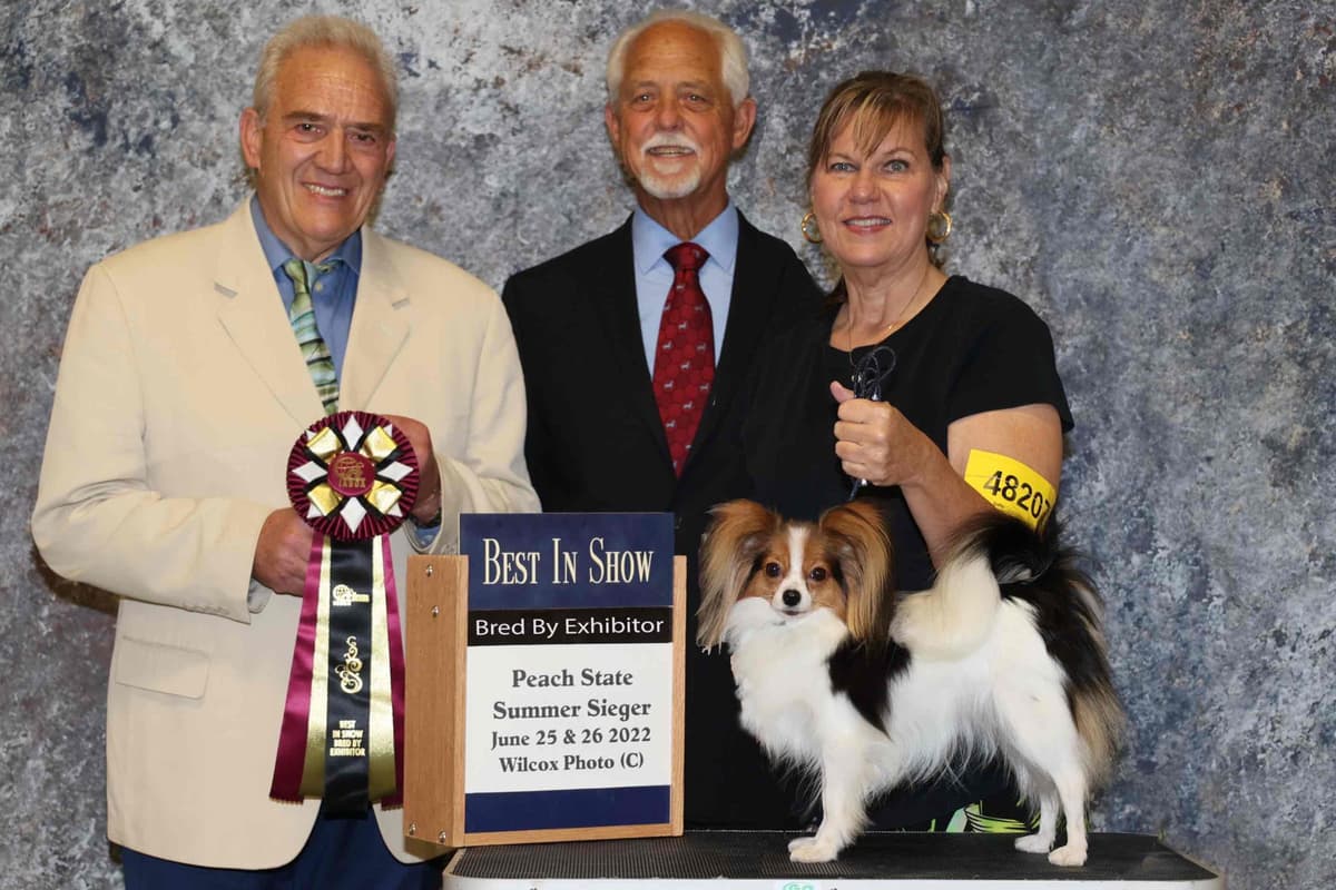 Papillon Puppies breeder image 1