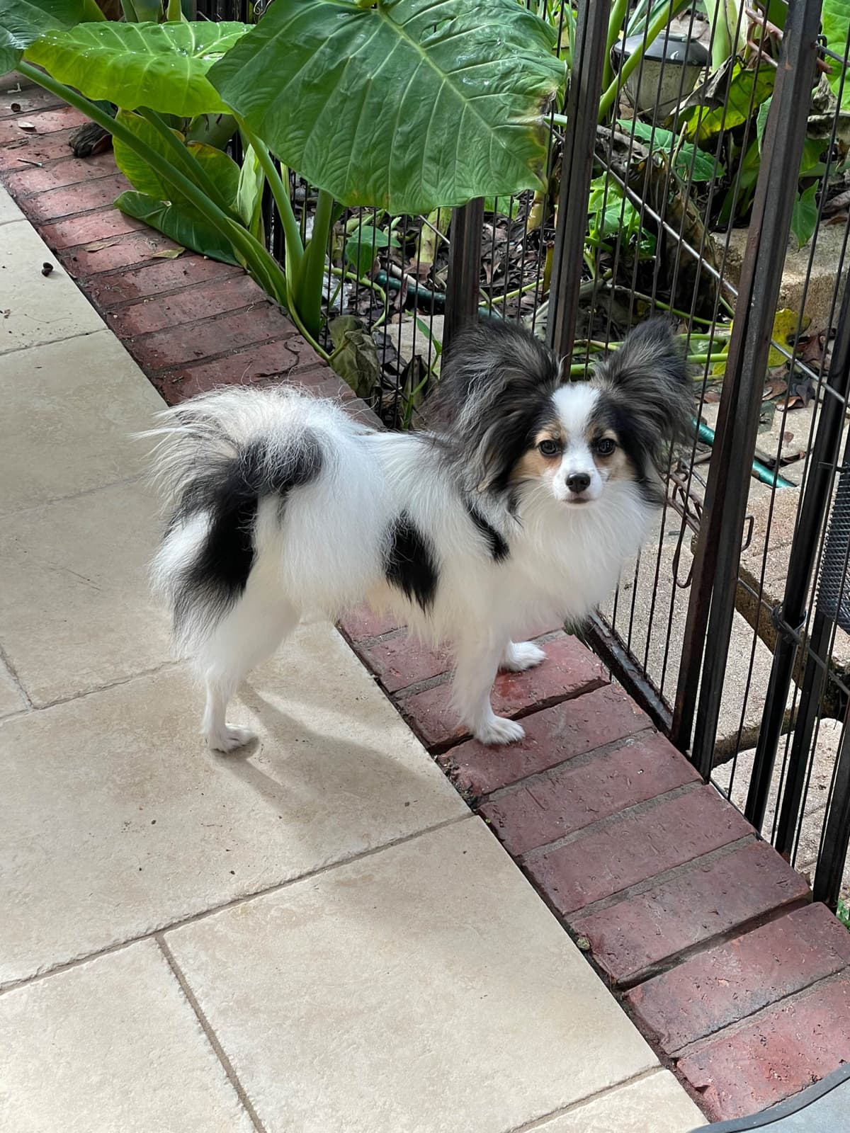 Papillon Puppies breeder image 16