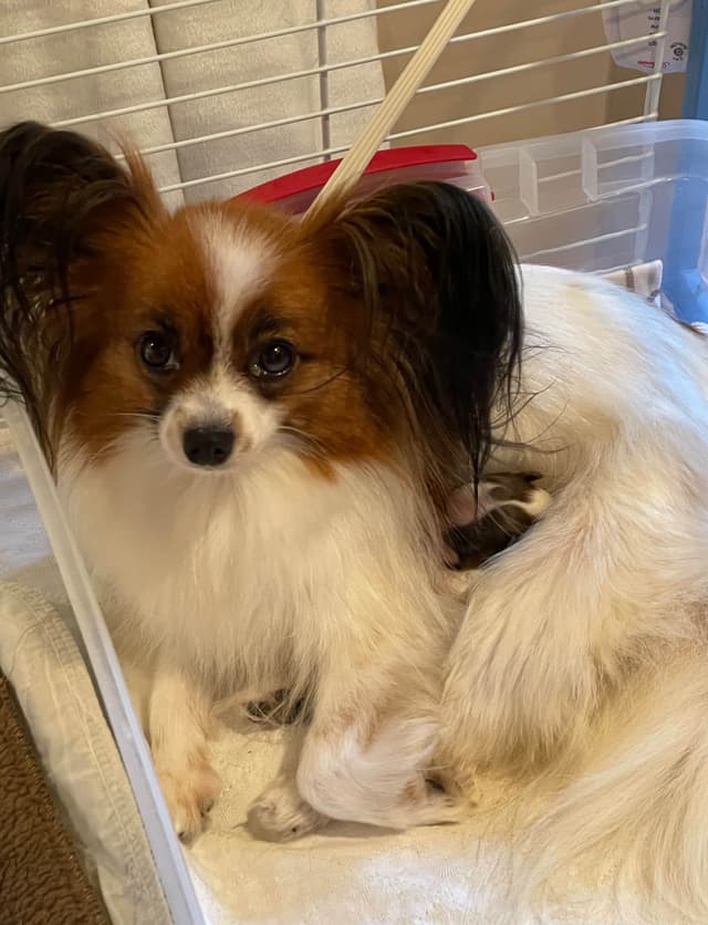 Papillon Puppies media 3