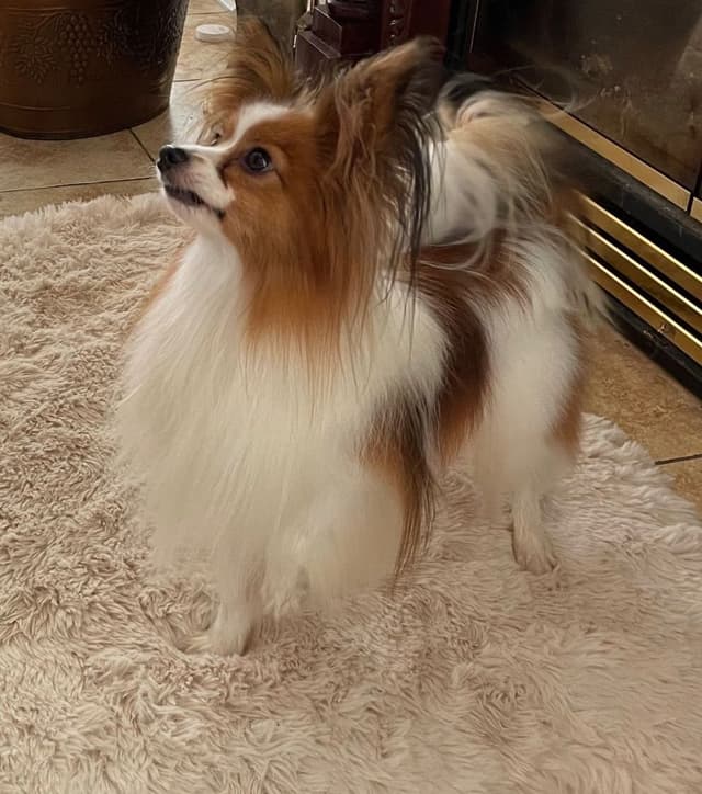 Papillon Puppies media 2