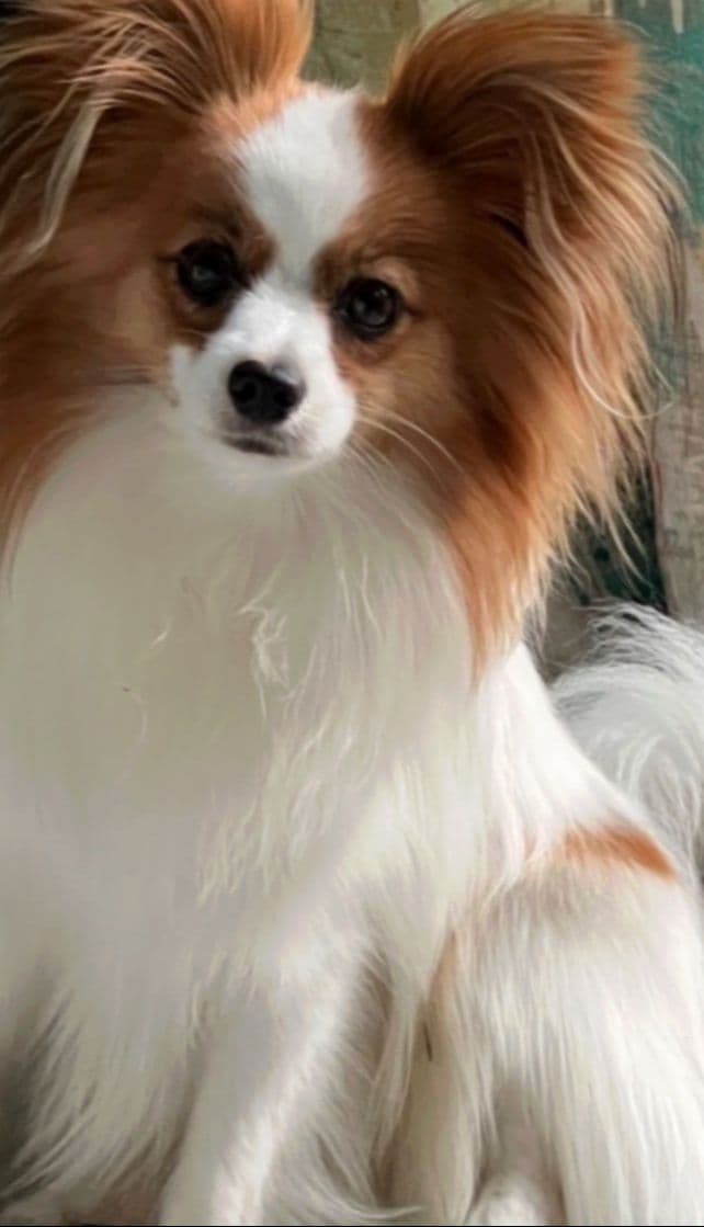 Papillon Puppies breeder image 9