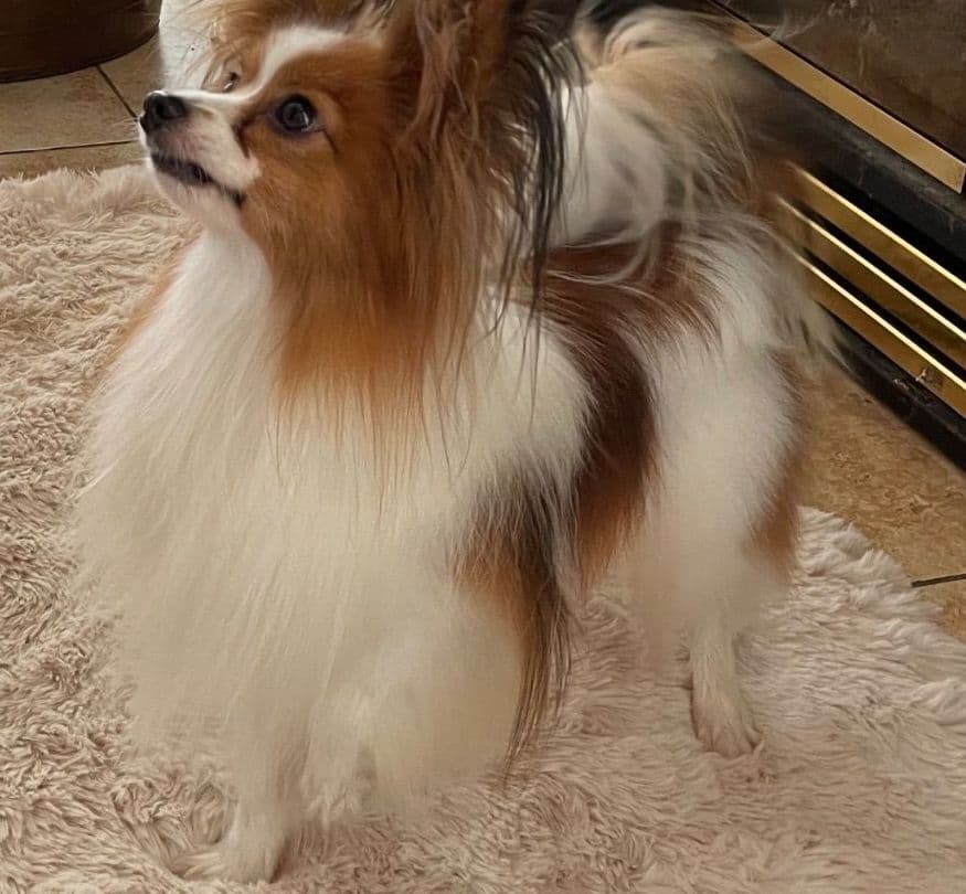 Papillon Puppies breeder image 17