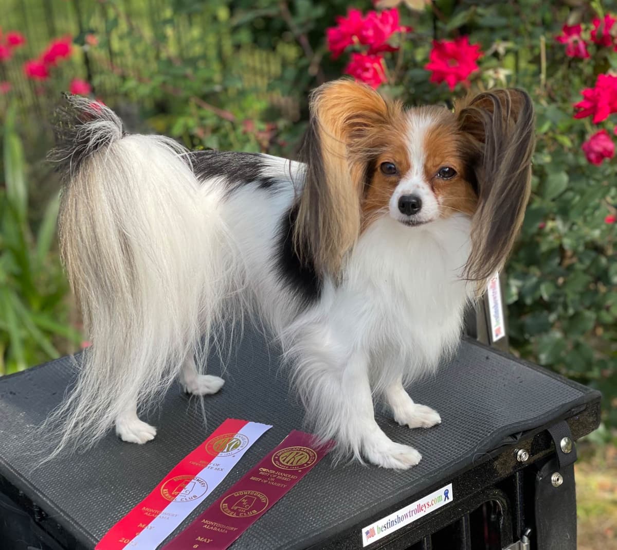 Papillon Puppies breeder image 5