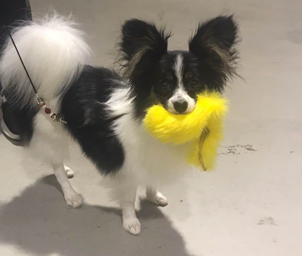 Papillon Puppies breeder image 19