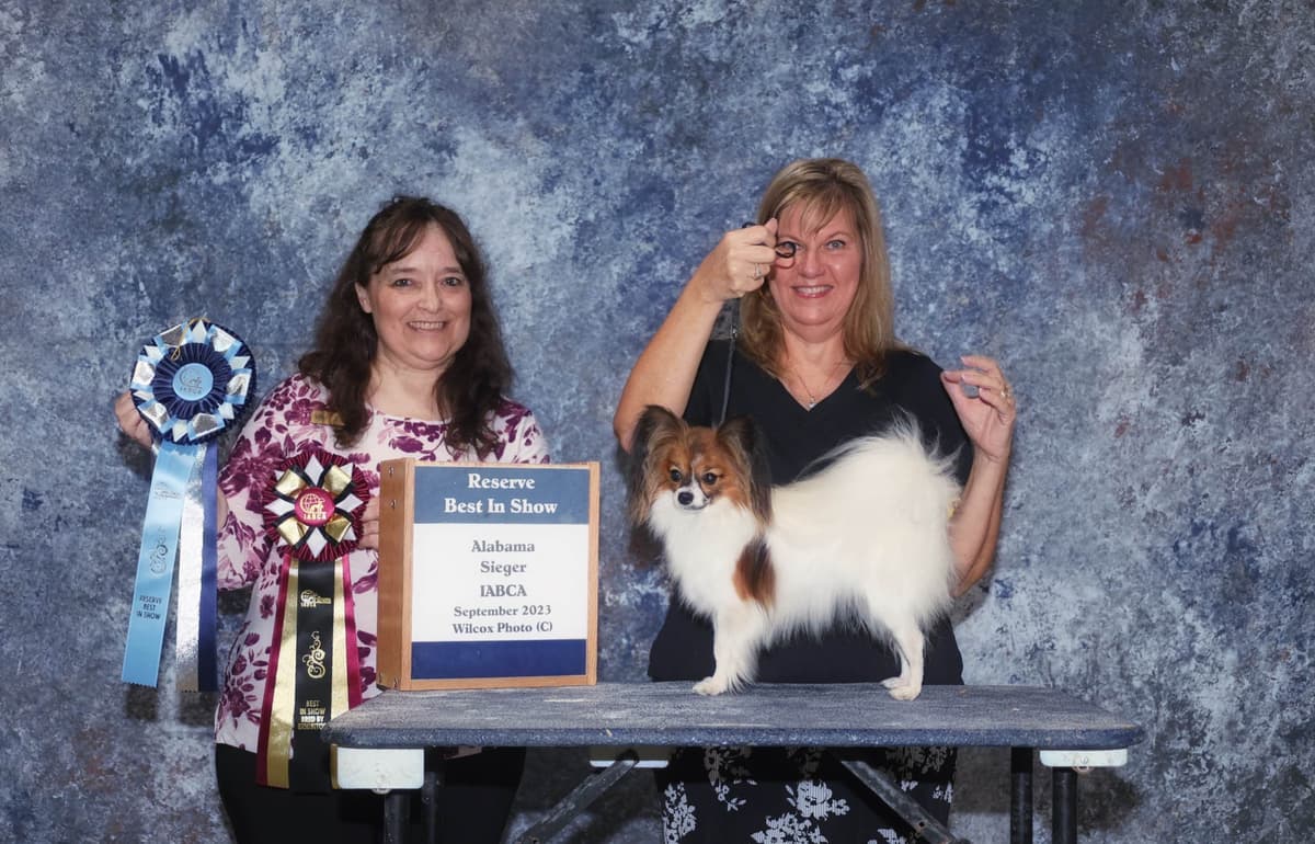 Papillon Puppies breeder image 22