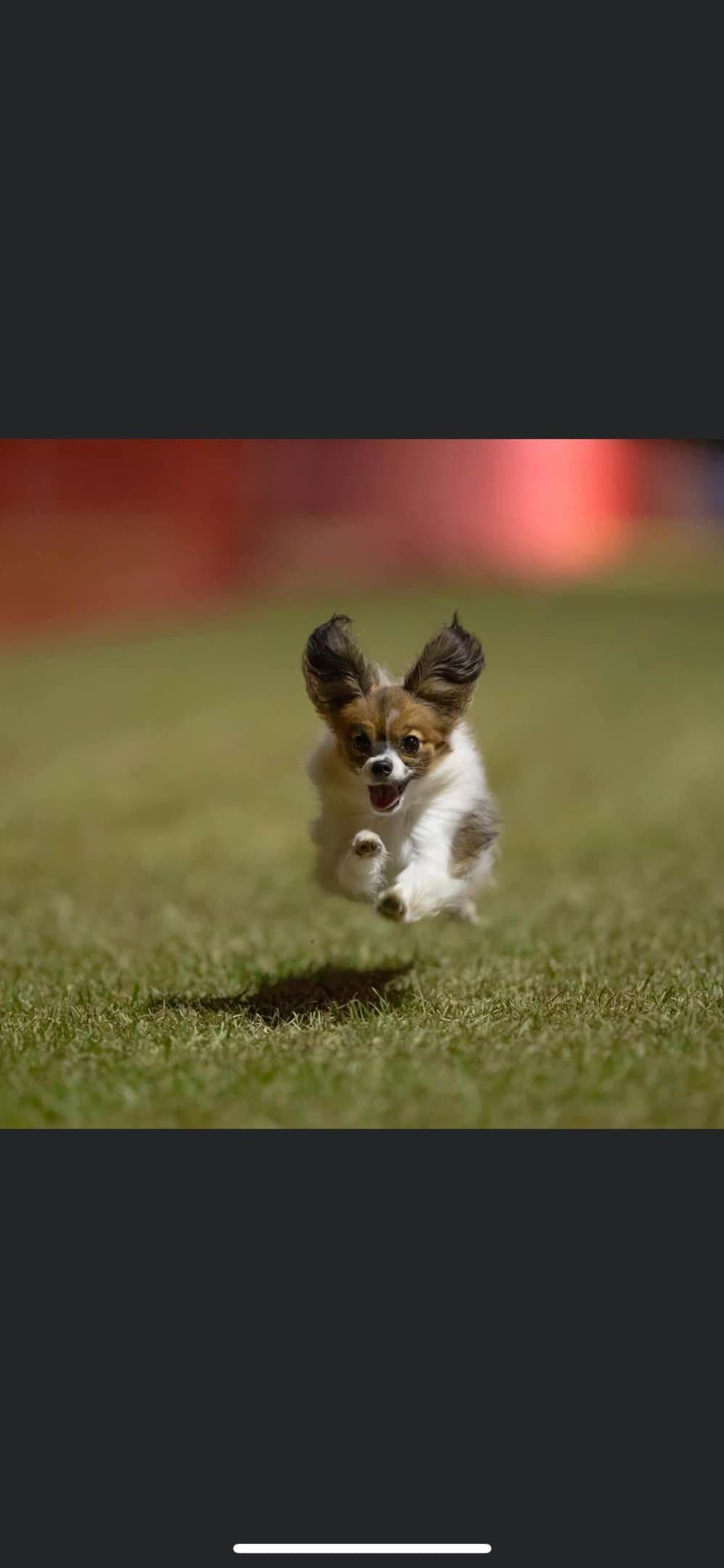 Papillon Puppies breeder image 23