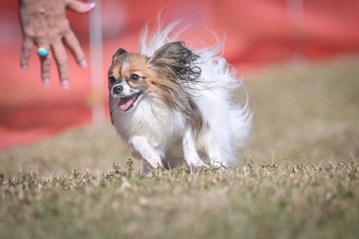 Papillon Puppies breeder image 25