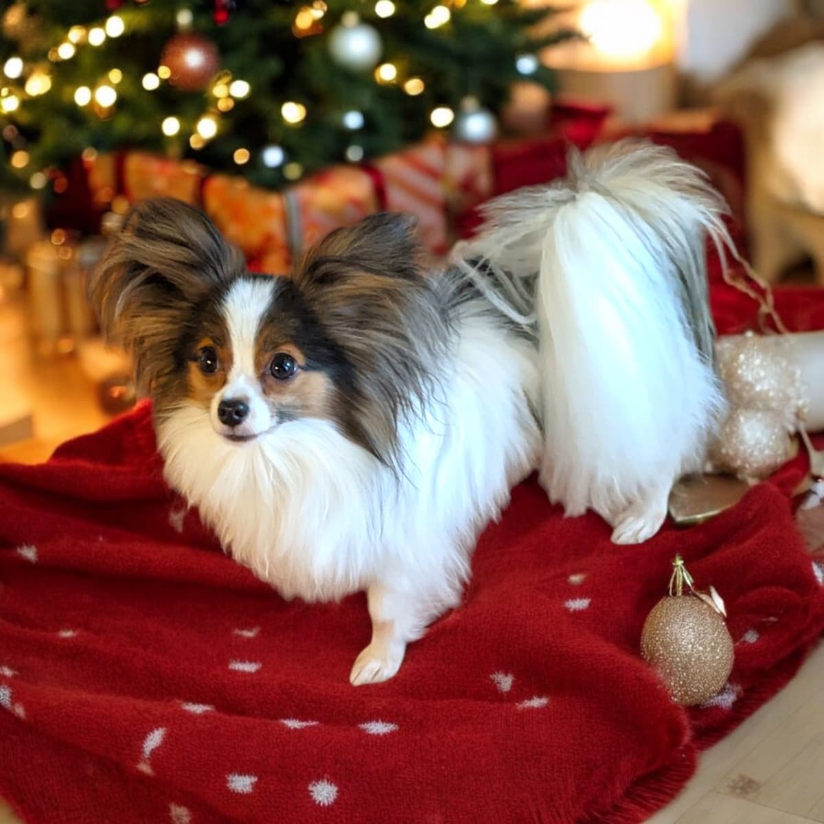 Papillon Puppies breeder image 26