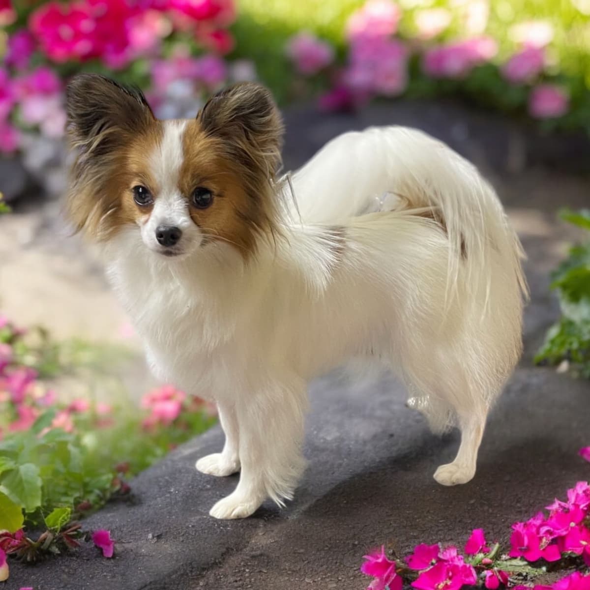 Papillon Puppies breeder image 27