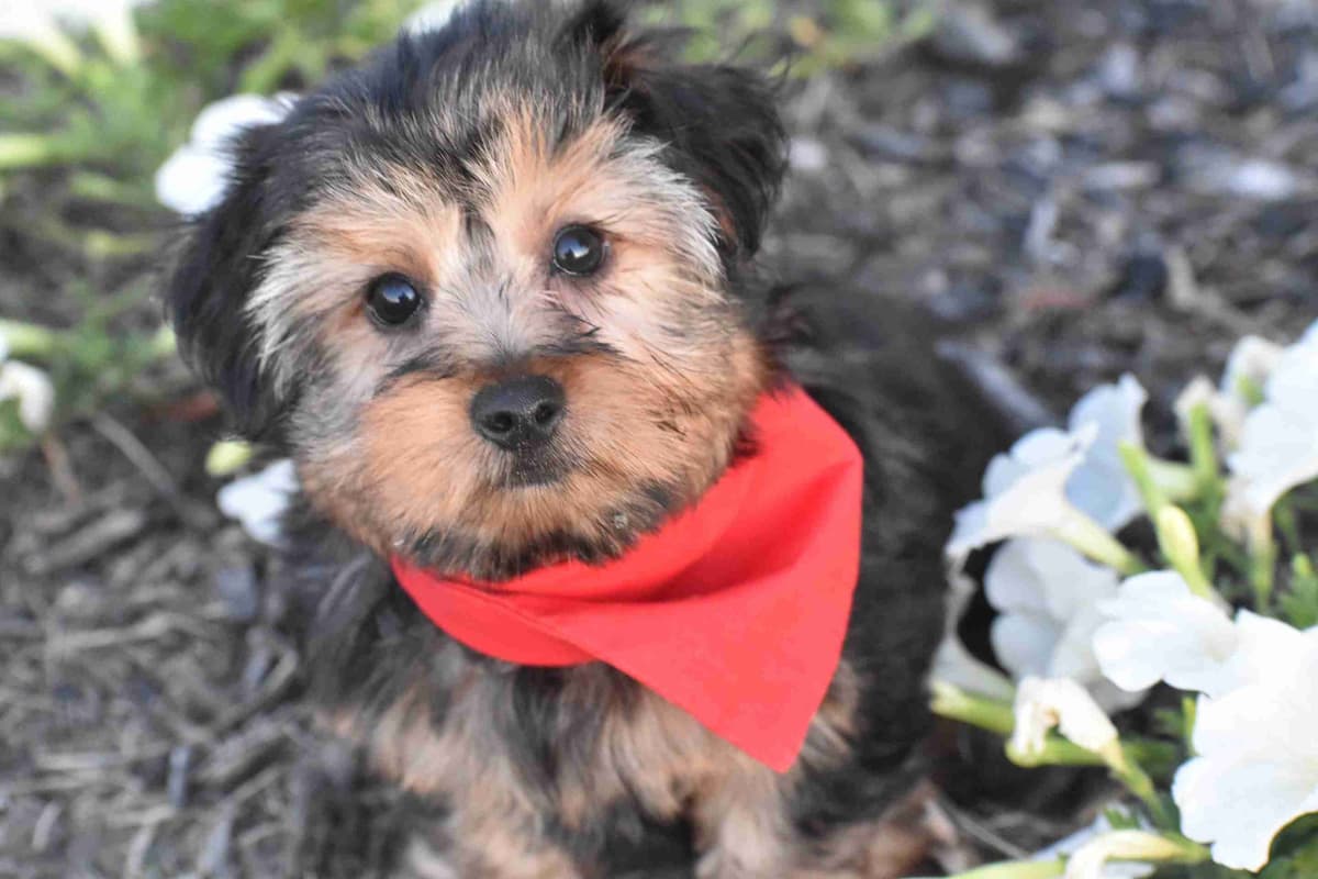Yorkshire Terrier Puppies breeder image 3