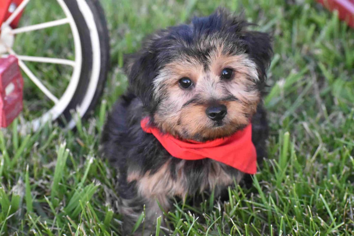 Yorkshire Terrier Puppies breeder image 1