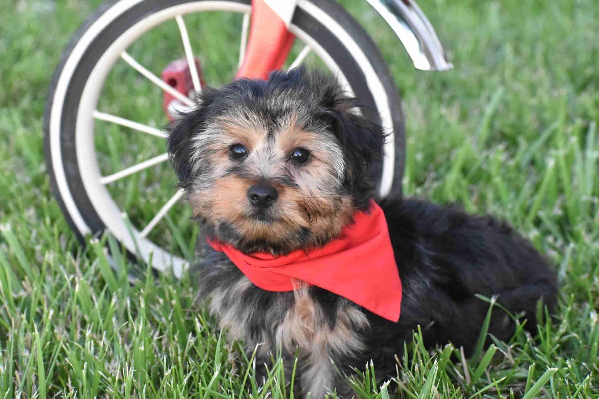 Yorkshire Terrier Puppies breeder image 4