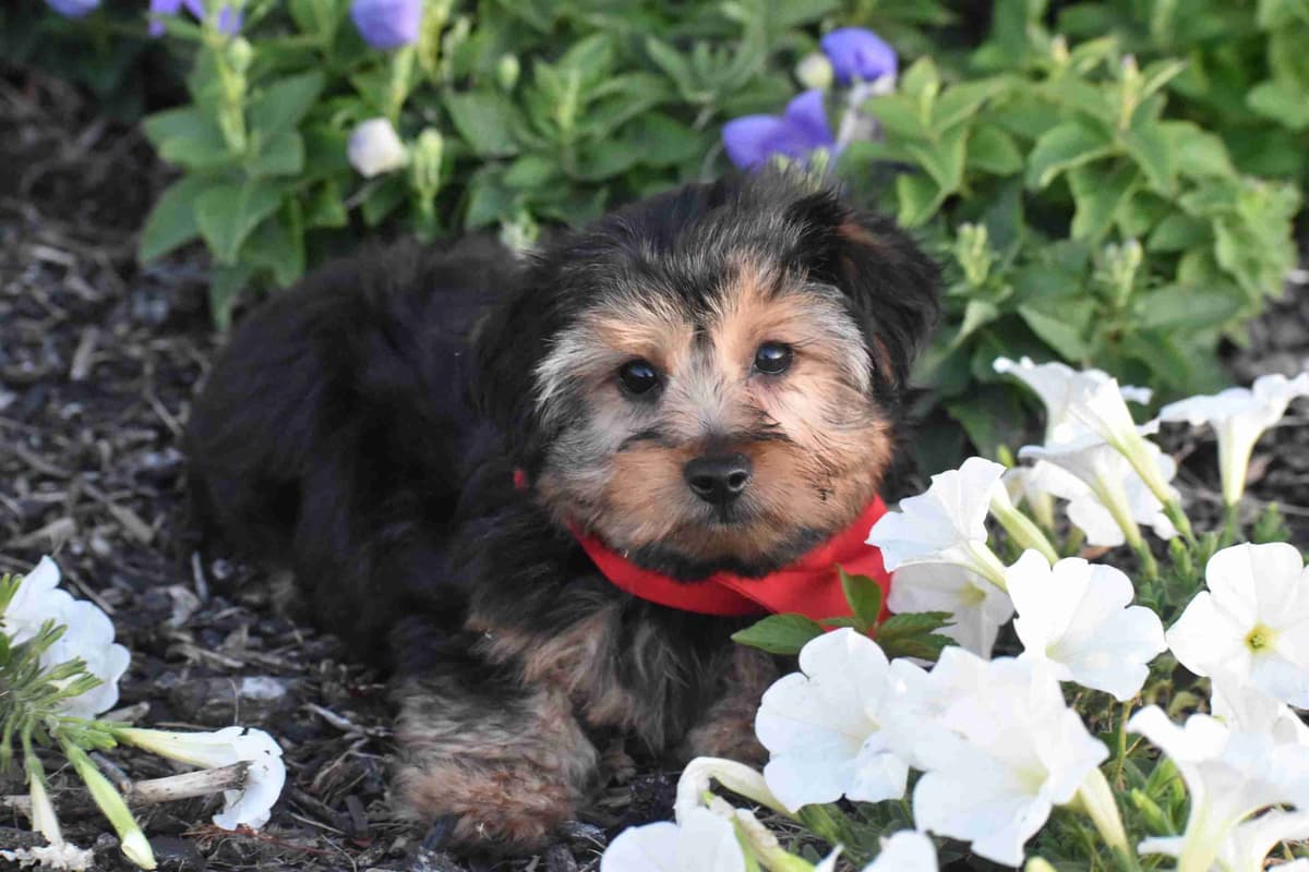Yorkshire Terrier Puppies breeder image 5