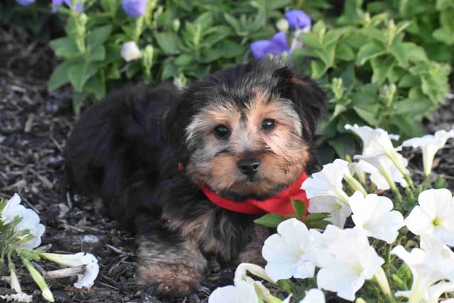 Yorkshire Terrier Puppies media 5