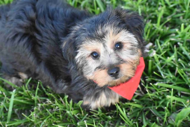 Yorkshire Terrier Puppies media 4