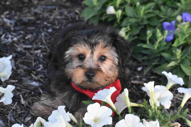 Yorkshire Terrier Puppies media 2